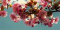 �Ұ��Ҽ�